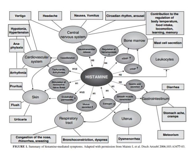 istamina, Metabolismo e meccanismo d’azione dell’istamina