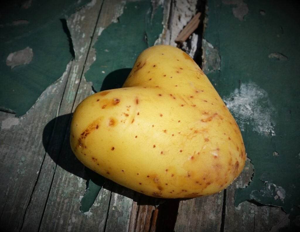 patata, Il tubero della patata: non solo fonte di amido