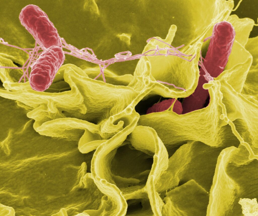 salmonella, Un batterio moderno: la salmonella nelle preparazioni carnee.