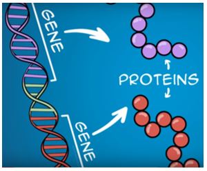 Sintesi proteica muscolare, Proteine (1) – Come si costruiscono nel muscolo