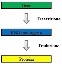 La genetica e l'espressione genica, La genetica e l&#8217;espressione genica