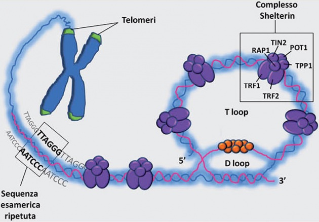 telomerasi, La telomerasi nasconde la vita eterna?