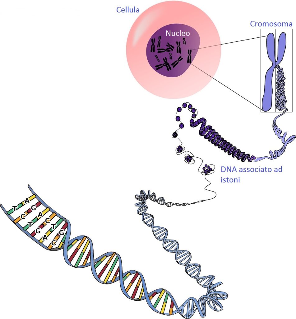 DNA, Il DNA nelle indagini