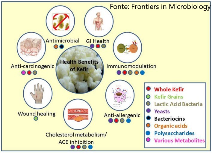 Kefir microrganismi e metaboliti salutari, Latte di kefir antica ricetta, nuovi studi