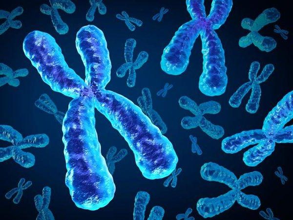 , Il DNA ha un asso nella manica: il cromosoma X