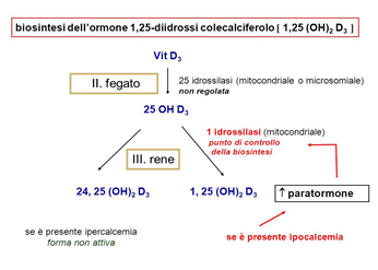 , SELENIO E VITAMINA D NELLA TERAPIA DELLE TIROIDITI DI HASHIMOTO