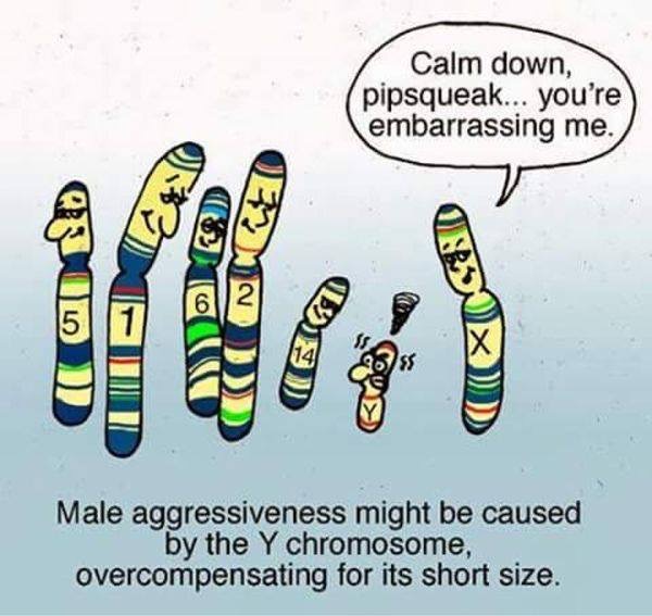 , Cosa ci racconta davvero il cromosoma Y?