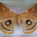 Falene, National Moth Week: alcune tra le falene più stravaganti