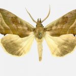 Falene, National Moth Week: alcune tra le falene più stravaganti